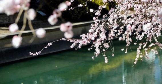 春风十里，朝阳花海等你来赏