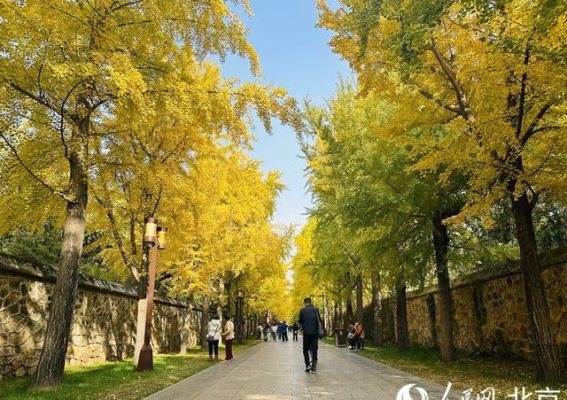 金色满园醉游人 圆明园银杏大道的秋日魅力