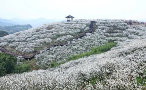 2025新春长三角三大赏梅胜地推荐，错过再等一年