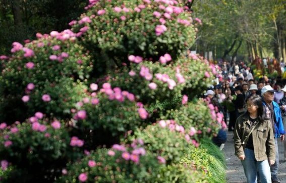杭州秋日游园，菊花艺术展的魅力与文化底蕴