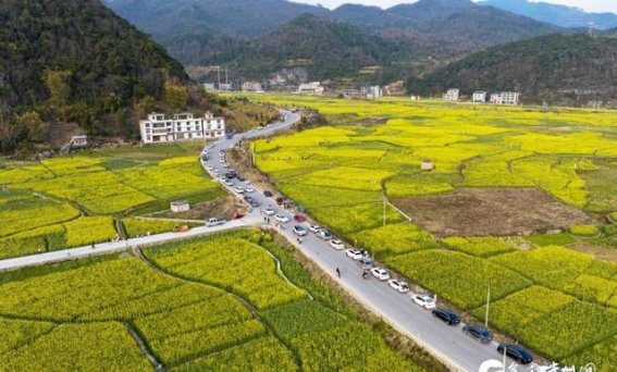 贵州从江油菜花：春日田园的金色诗篇