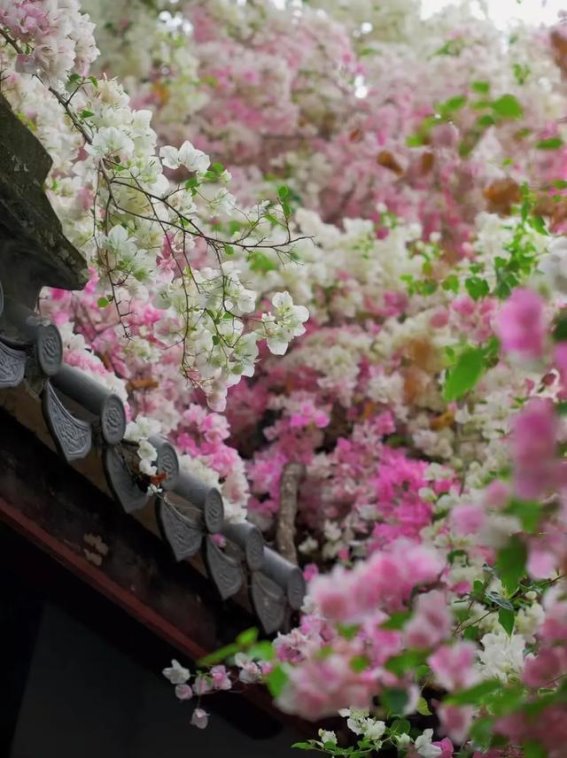 深圳园博园的三角梅：春风中的花瀑，引来无数打卡人潮
